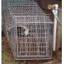 Skunk Cage Trap